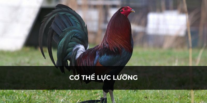 Gà có sức khoẻ và ngoại hình lực lưỡng